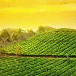 Glimpses of Kerala Package